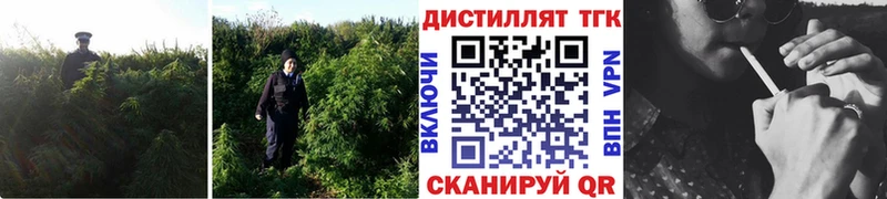 ТГК THC oil  Шумиха 